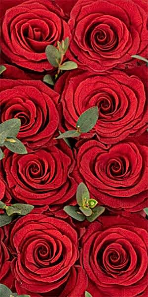 Red Rose Garden