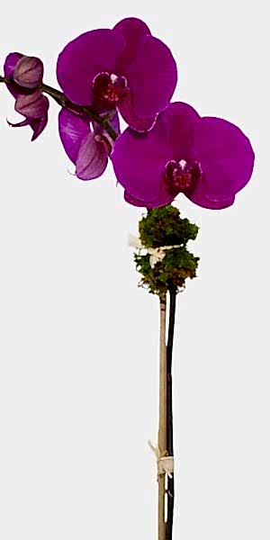 1-Stem Purple Phalaenopsis in Ceramic
