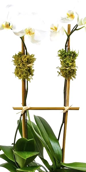 Classic 2-Stem Phalaenopsis in Ceramic