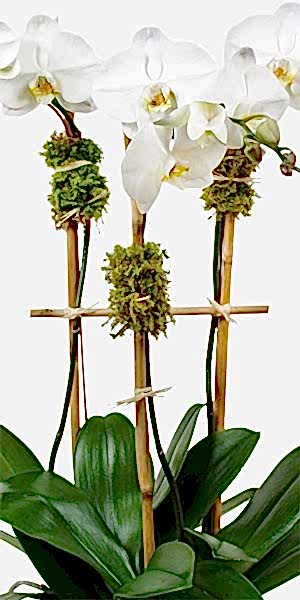 Classic 3-Stem Phalaenopsis in Ceramic