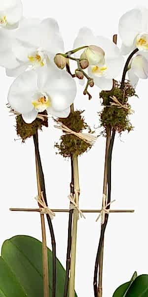 3-Stem White Phalaenopsis in Glass