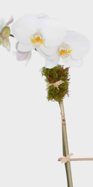 Simply White Orchids