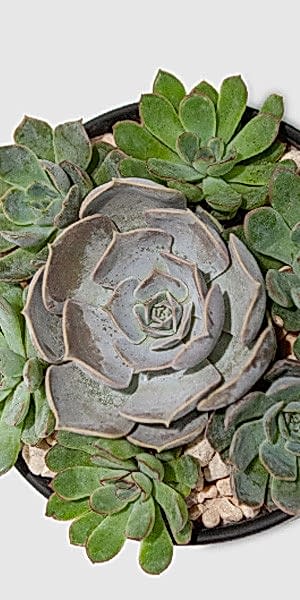 Succulent Dish
