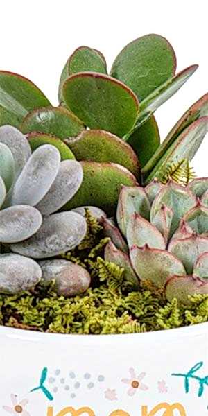 Mom Vibes Succulent Garden