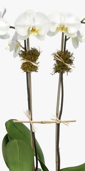 4-Stem Phalaenopsis in Glass
