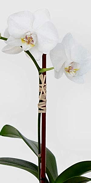 Mini White Phalaenopsis in Cube