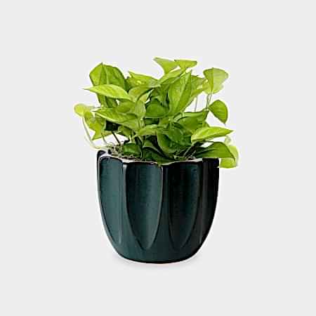 Neon Pothos - Medio