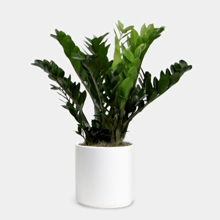 ZZ Plant - X-Grande