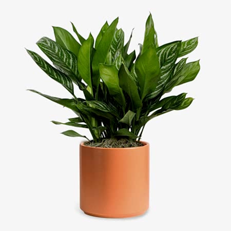 Aglaonema Stripes - X-Grande
