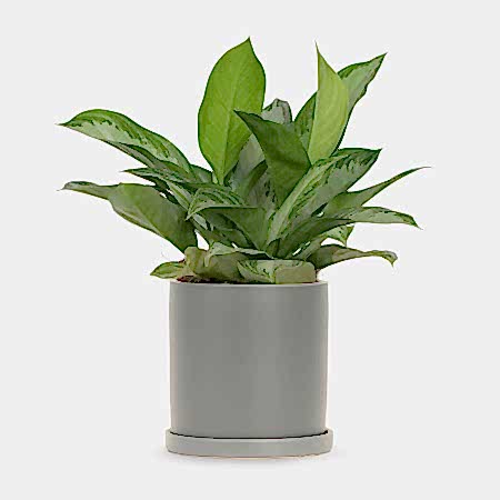 Aglaonema Silver Bay - Medio