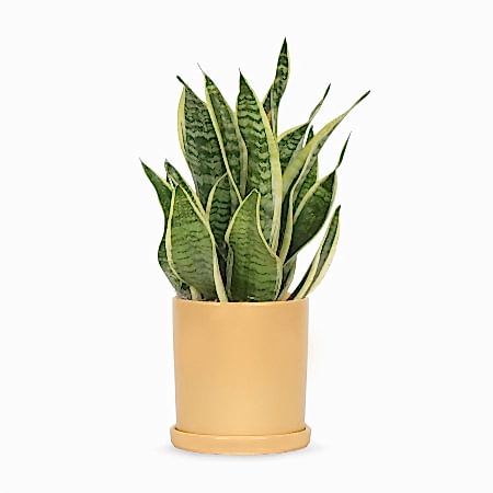 Snake Plant Futura Superba - Medio