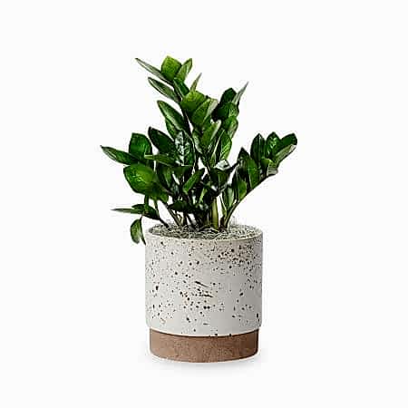 ZZ Plant - Medio