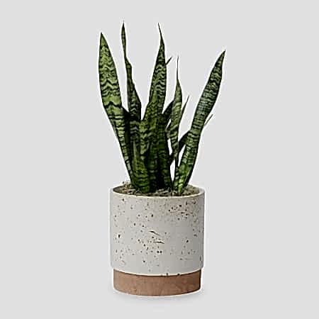 Snake Plant Black Coral - Medio