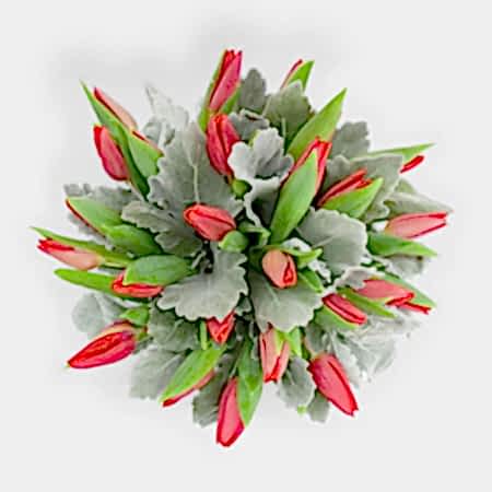 Forever Tulips + Apotheke Diffuser