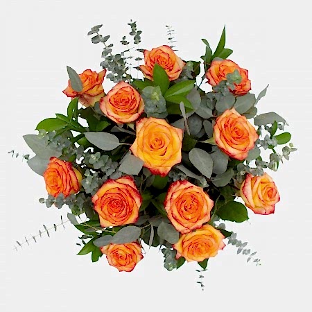 1-Dozen Bicolor Roses