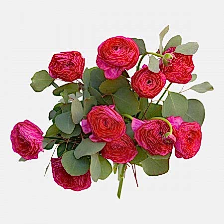 Bright Pink Ranunculus Bouquet