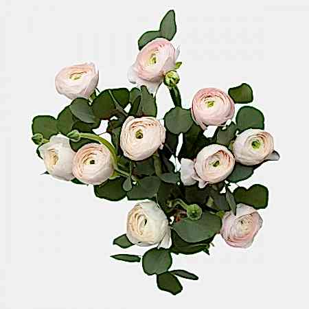 Blush Ranunculus Bouquet