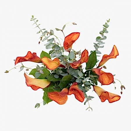 Mango Calla Lily Bouquet