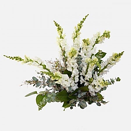 White Snapdragon Bouquet