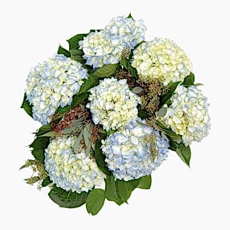 Blue Hydrangeas