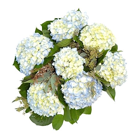Blue Hydrangeas + Apotheke Candle 