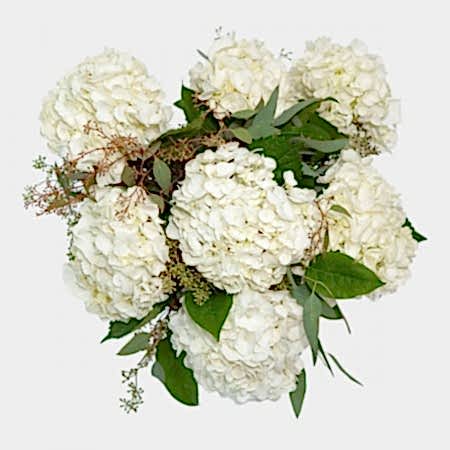 White Hydrangeas