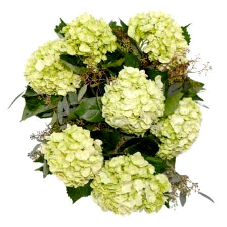 Lime Green Hydrangeas