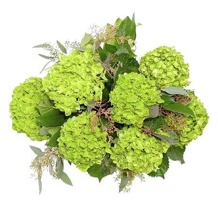 Emerald Green Hydrangeas