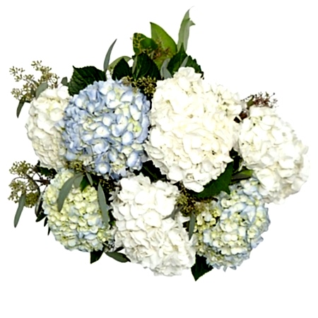 Ella Hydrangeas