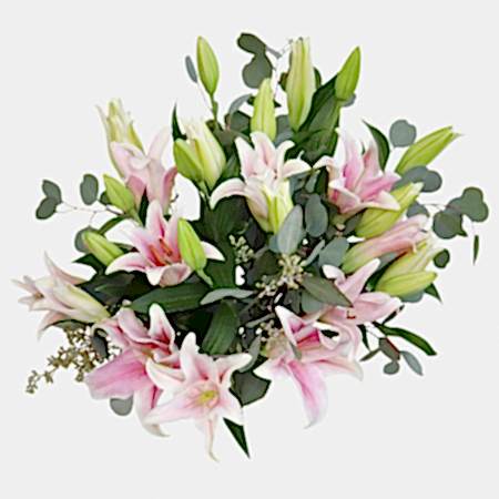 Pink Lilies