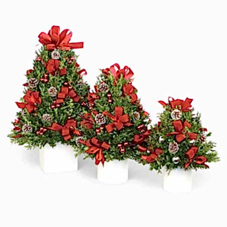 Decorated Boxwood Tree