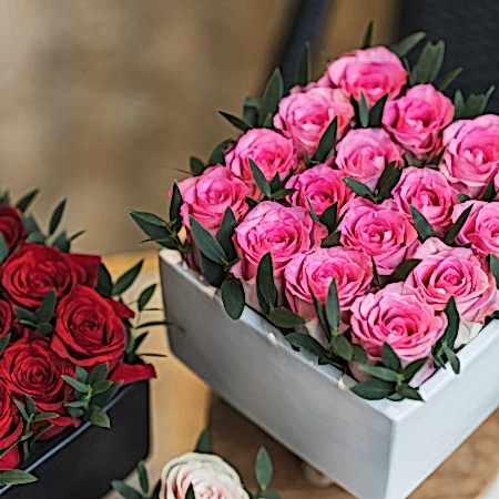 Pink Rose Garden