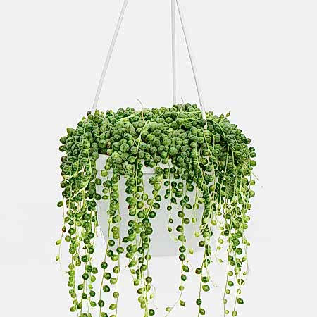 Hanging String of Pearls