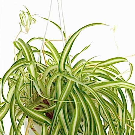 Hanging Bonnie Spider Plant