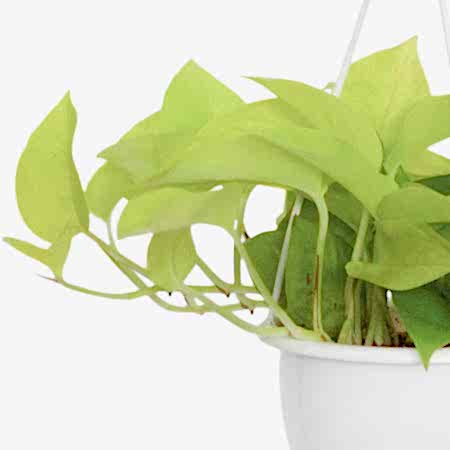 Hanging Neon Pothos