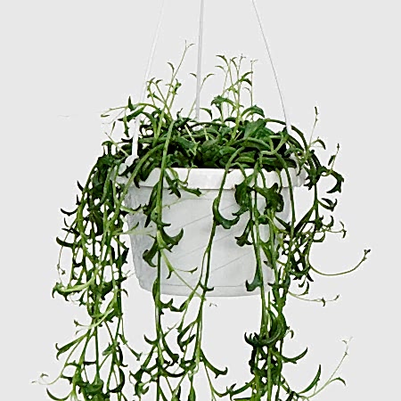 Hanging String of Dolphins