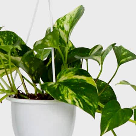 Hanging Golden Pothos