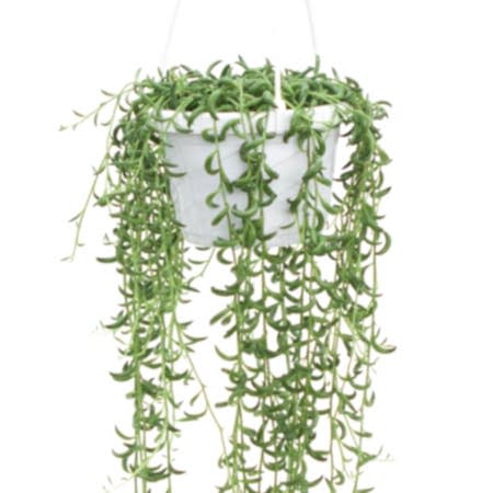 Hanging String of Bananas