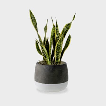 Snake Plant Laurentii - Medio