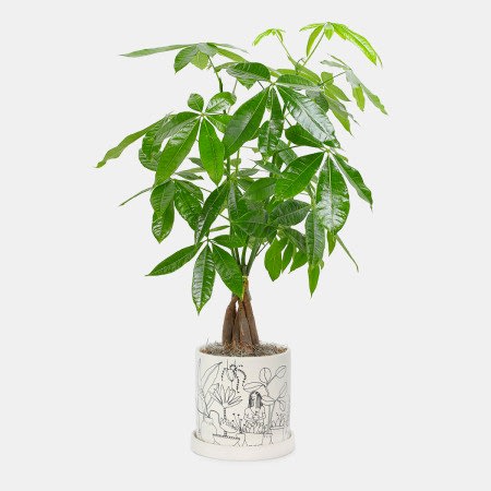 Money Tree - Medio