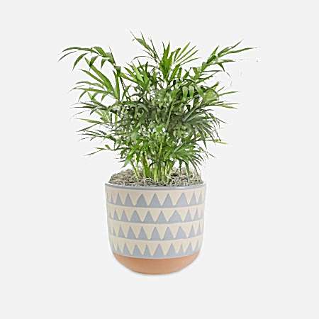 Neanthe Bella Palm - Medio