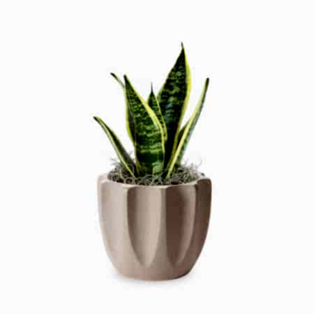 Snake Plant Laurentii - Piccolo