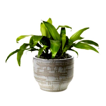 Dracaena Limelight - Medio