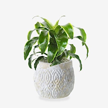 Dracaena Dorado - Medio