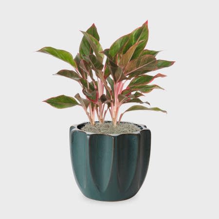 Aglaonema Siam - Medio
