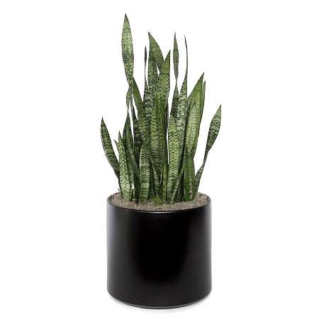 Snake Plant Black Coral - X-Grande