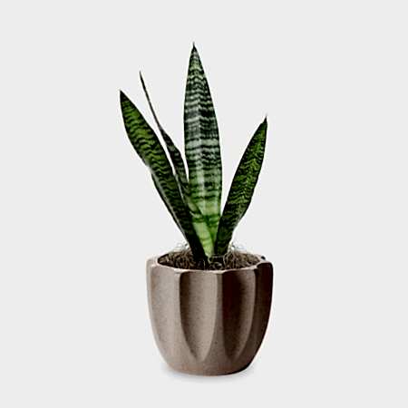 Snake Plant Black Coral - Piccolo