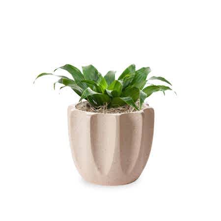 Dracaena Compacta - Piccolo