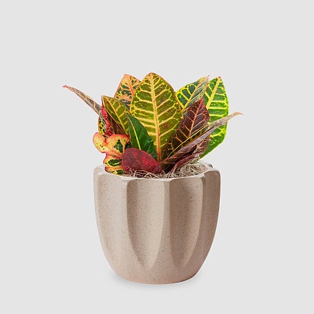 Croton Petra - Piccolo
