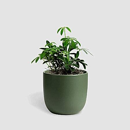 Schefflera Arboricola - Piccolo